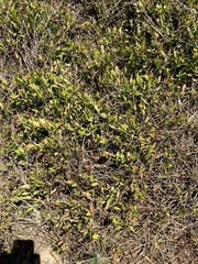 Vincetoxicum carnosum