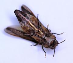 Agrilus diversicolor
