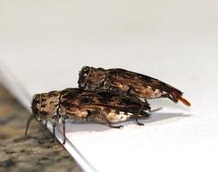 Agrilus diversicolor