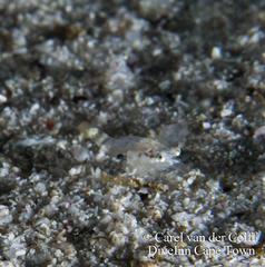 Eumalacostraca