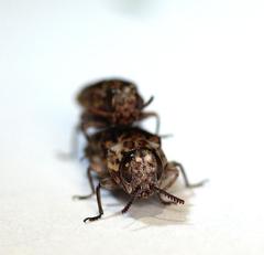 Agrilus diversicolor
