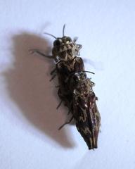 Agrilus diversicolor