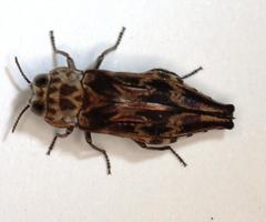 Agrilus diversicolor