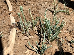 Tecticornia australasica