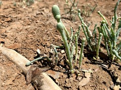 Tecticornia australasica