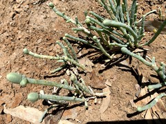 Tecticornia australasica