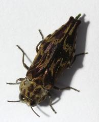Agrilus diversicolor