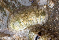 Chitonoidea