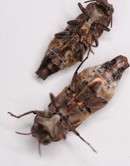 Agrilus diversicolor