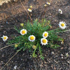 Brachyscome stuartii