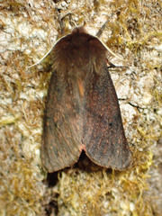 Phragmatobia assimilans