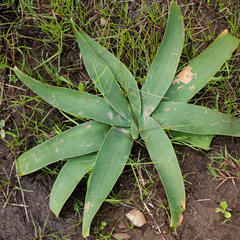 Ammocharis longifolia