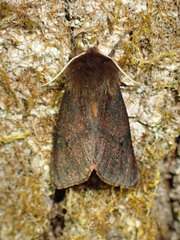 Phragmatobia assimilans