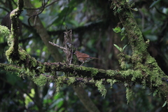 Turdus obsoletus