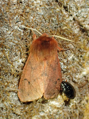 Phragmatobia assimilans
