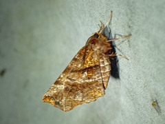Selenia alciphearia