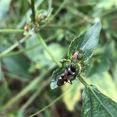 Panaorus albomaculatus