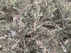 Suaeda australis