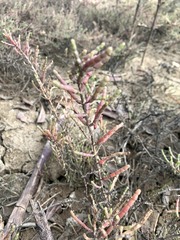 Tecticornia indica