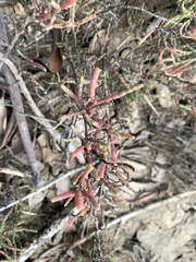 Tecticornia indica