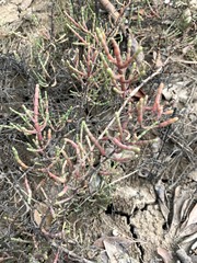 Tecticornia indica