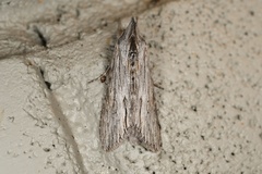 Cucullia laetifica
