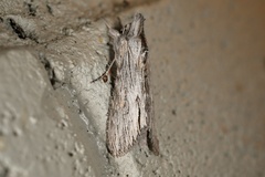 Cucullia laetifica