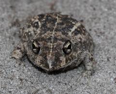 Tomopterna delalandii