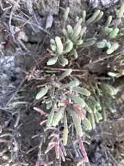 Tecticornia indica