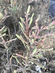 Tecticornia indica