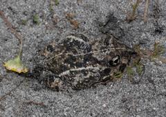 Tomopterna delalandii