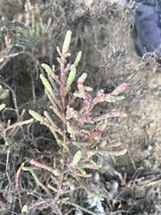 Tecticornia indica