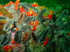 Pentacta doliolum