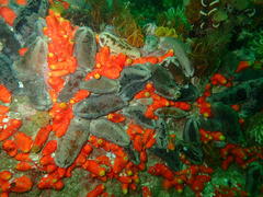 Pentacta doliolum