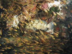 Epinephelus polyphekadion