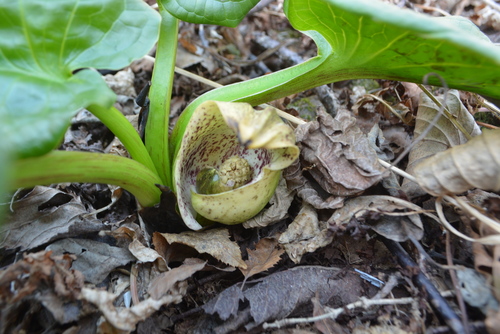 Symplocarpus egorovii