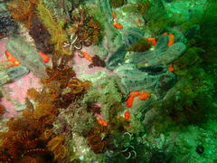 Pentacta doliolum