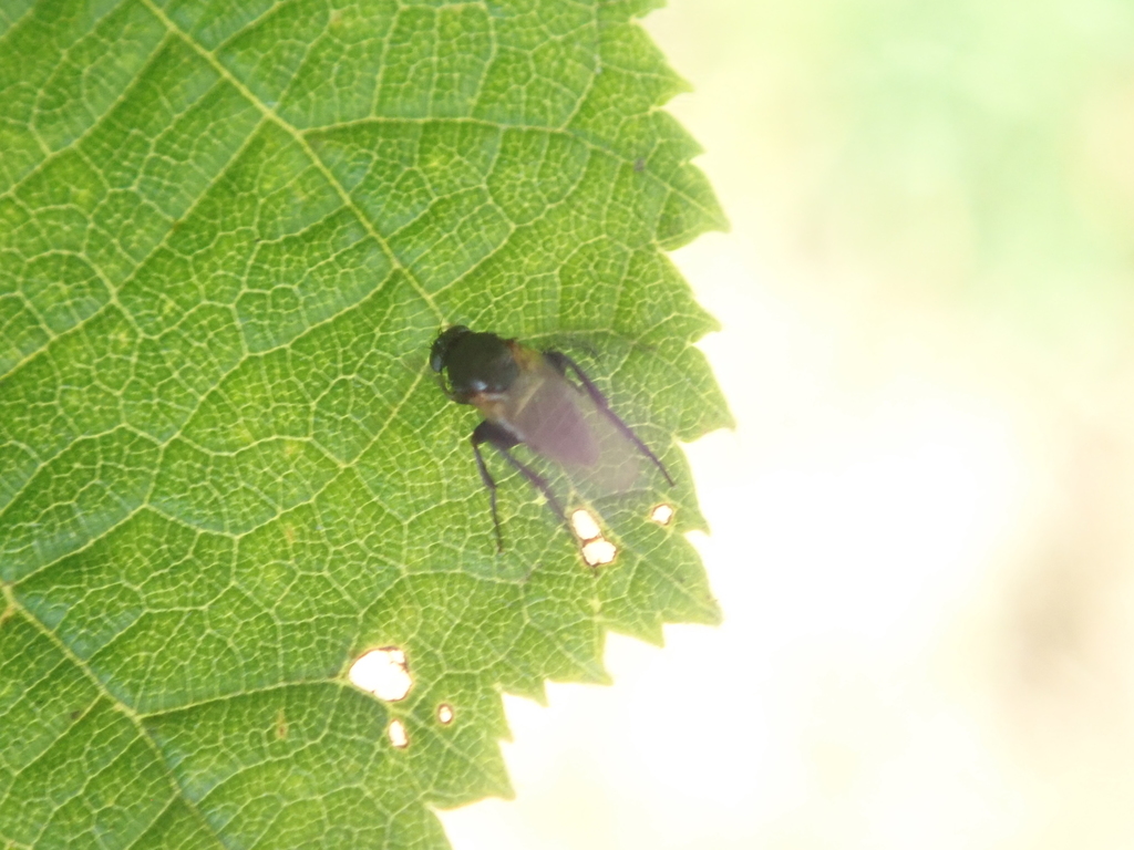 Gymnophora arcuata