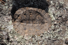 Hydromedusa tectifera