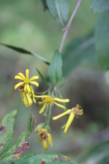 Senecio nemorensis