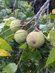 Juglans nigra