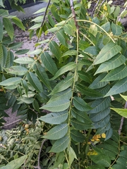 Juglans nigra