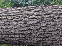 Juglans nigra