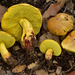 Boletus holoxanthus - Photo (c) Christian Schwarz, some rights reserved (CC BY-NC), uploaded by Christian Schwarz