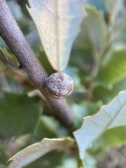Kermesidae