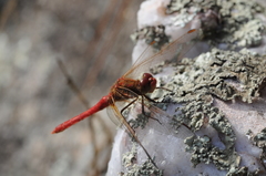 Sympetrum gilvum