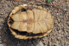Hydromedusa tectifera