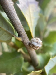 Kermesidae