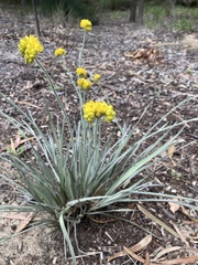 Conostylis candicans