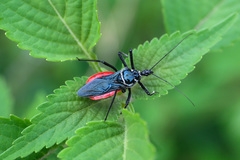 Sphedanolestes pubinotum